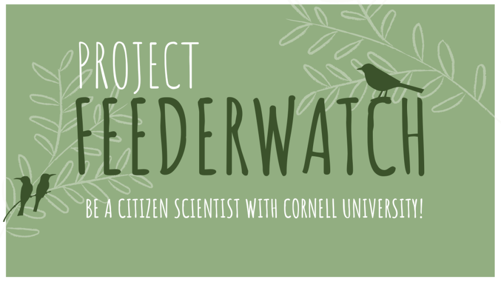 Project Feederwatch: Be a citizen scientist with Cornell University.